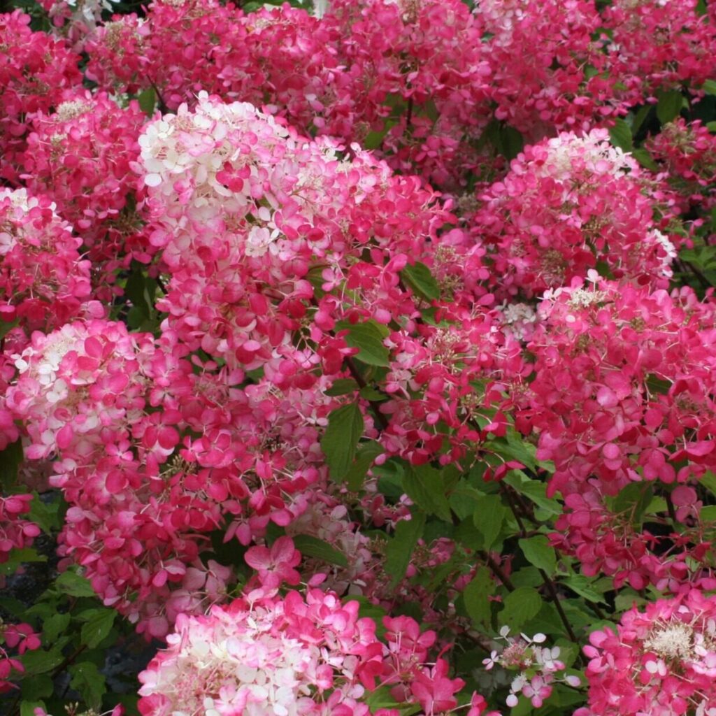 Kerti hortenzia (Hydrangea paniculata 'Pink Lady')