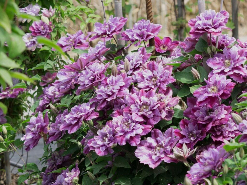 Kerti iszalag (Clematis 'Birthday Girl')