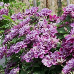 Kerti iszalag (Clematis 'Birthday Girl')