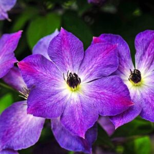 Kerti iszalag (Clematis 'Cloudburst')