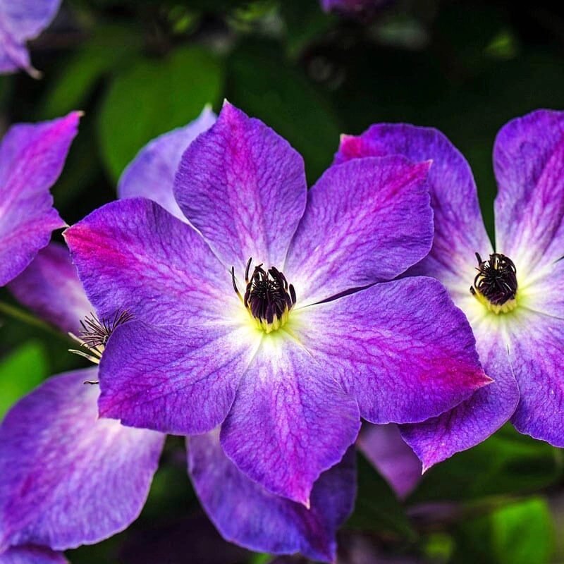 Kerti iszalag (Clematis 'Cloudburst')