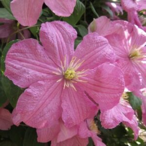 Kerti iszalag (Clematis 'Comtesse de Bouchaud')