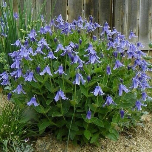 Kerti iszalag (Clematis 'Little Artist')