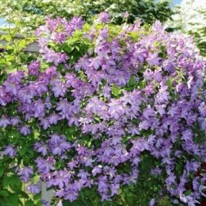 Kerti iszalag (Clematis 'Solina')