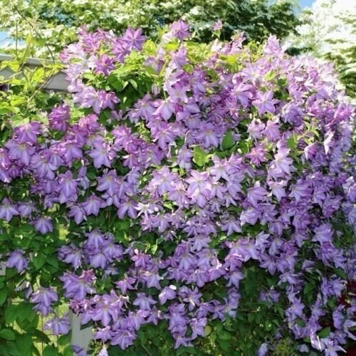 Kerti iszalag (Clematis 'Solina')