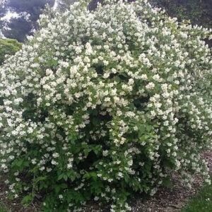 Kerti jezsámen (Philadelphus coronarius)