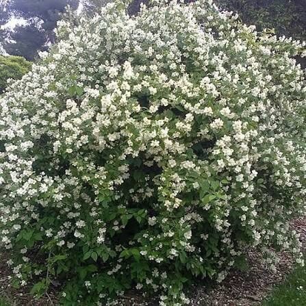Kerti jezsámen (Philadelphus coronarius)