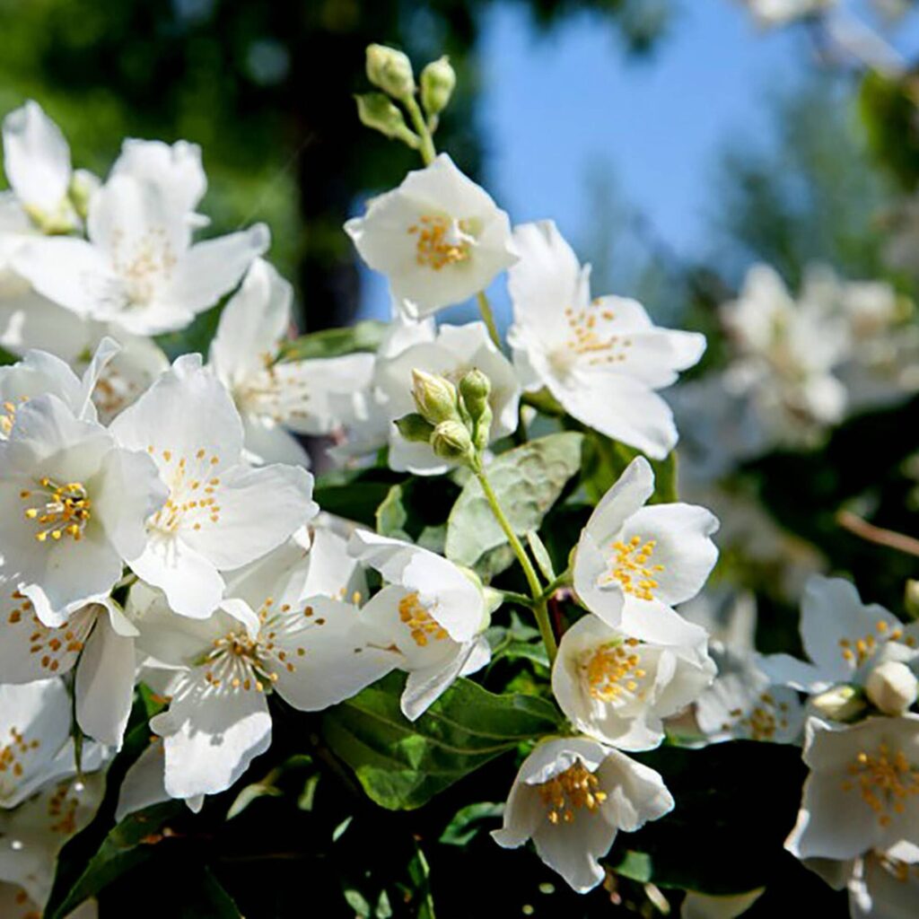 Kerti jezsámen (Philadelphus polyanthus 'Mont Blanc')