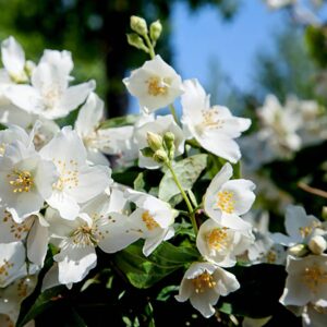 Kerti jezsámen (Philadelphus polyanthus 'Mont Blanc')