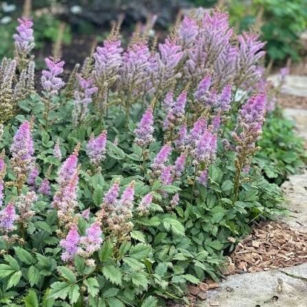 Kerti tollbuga (Astilbe chinensis 'Pumila')