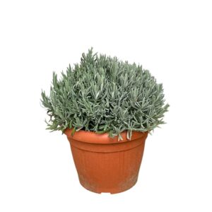 Keskenylevelű levendula (Lavandula angustifolia)