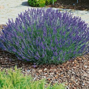 Keskenylevelű levendula (Lavandula angustifolia 'Hidcote Blue')
