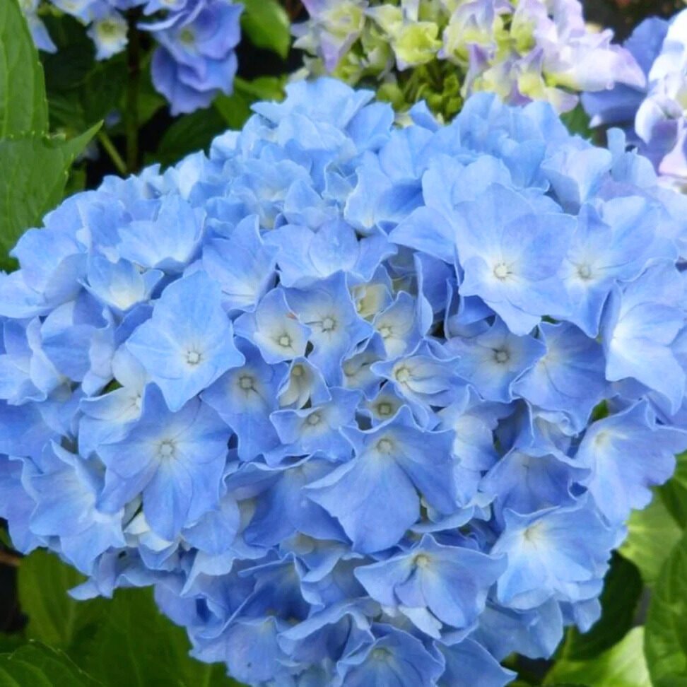 Két kerti hortenzia (Hydrangea macrophylla 'Black Steel Blue Ball')