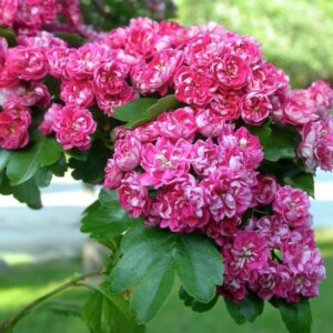 Kétbibés galagonya (Crataegus laevigata 'Paul's Scarlet')