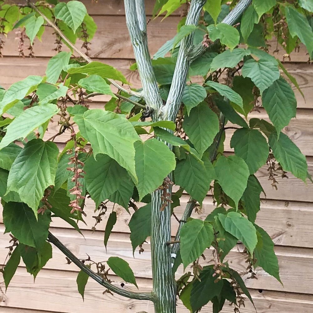 Kígyóbőr juhar (Acer davidii 'Viper')