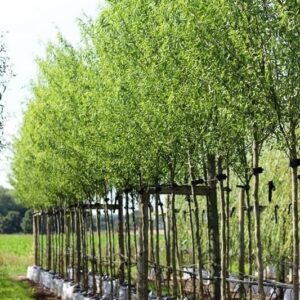 Kínai fűz (Salix matsudana 'Tortuosa')