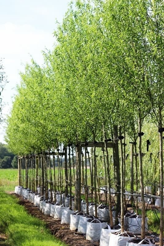 Kínai fűz (Salix matsudana 'Tortuosa')