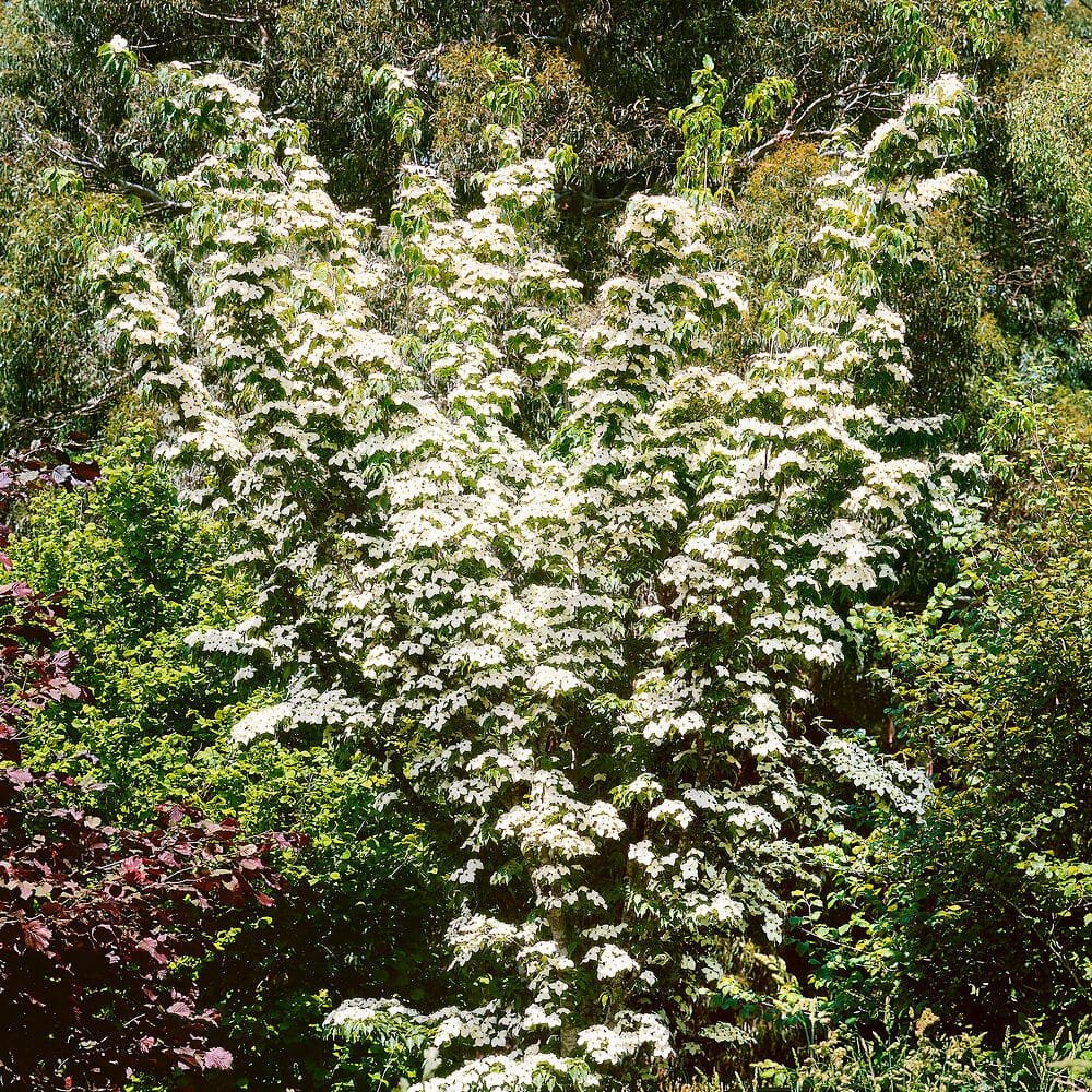 Kínai japán som (Cornus kousa 'Chinensis')