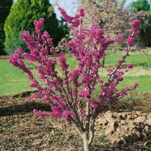 Kínai júdásfa (Cercis chinensis 'Avondale')