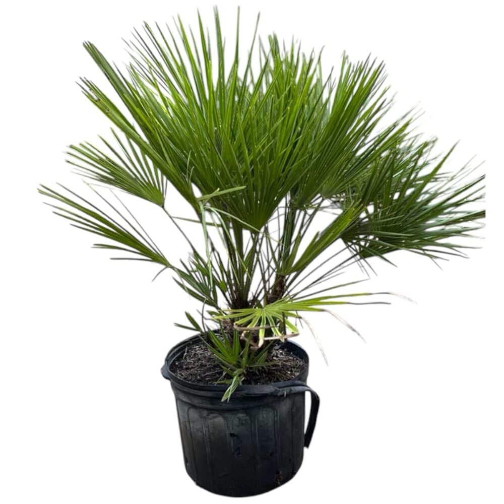 Kínai kenderpálma (Chamaerops excelsa)