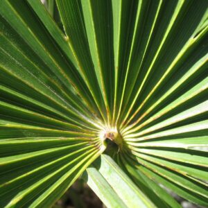 Kínai kenderpálma (Chamaerops excelsa)