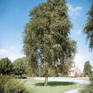 Kínai nyár (Populus simonii 'Fastigiata')
