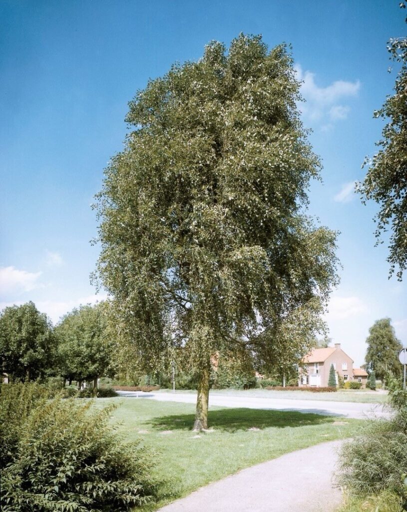 Kínai nyár (Populus simonii 'Fastigiata')