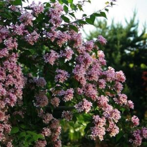 Kolkwitzia amabilis 'Pink Cloud'