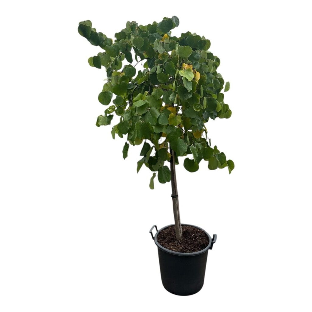 Kompakt júdásfa (Cercis canadensis 'Traveller')