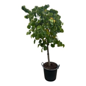 Kompakt júdásfa (Cercis canadensis 'Traveller')