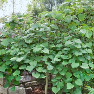 Kompakt júdásfa (Cercis canadensis 'Traveller')