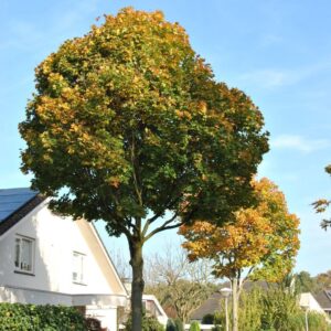 Korai juhar (Acer platanoides 'Cleveland')