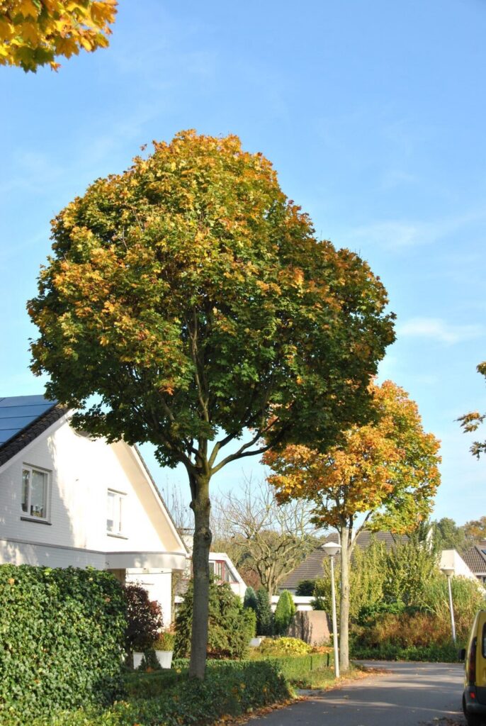 Korai juhar (Acer platanoides 'Cleveland')