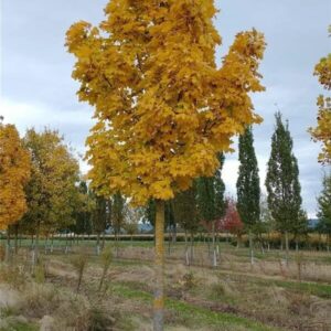 Korai juhar (Acer platanoides 'Columnare')