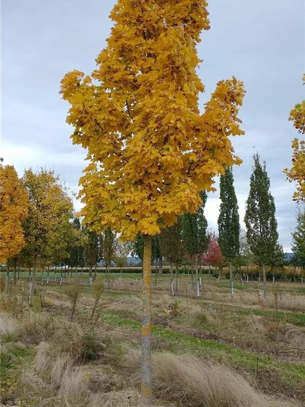 Korai juhar (Acer platanoides 'Columnare')