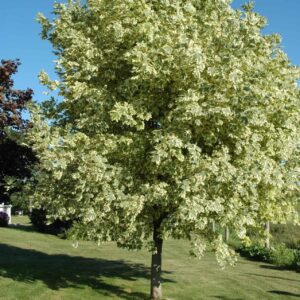 Korai juhar (Acer platanoides 'Drummondii')