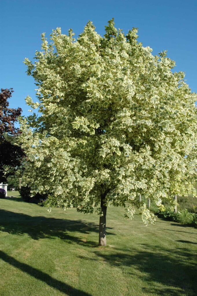 Korai juhar (Acer platanoides 'Drummondii')