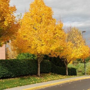 Korai juhar (Acer platanoides 'Emerald Queen')