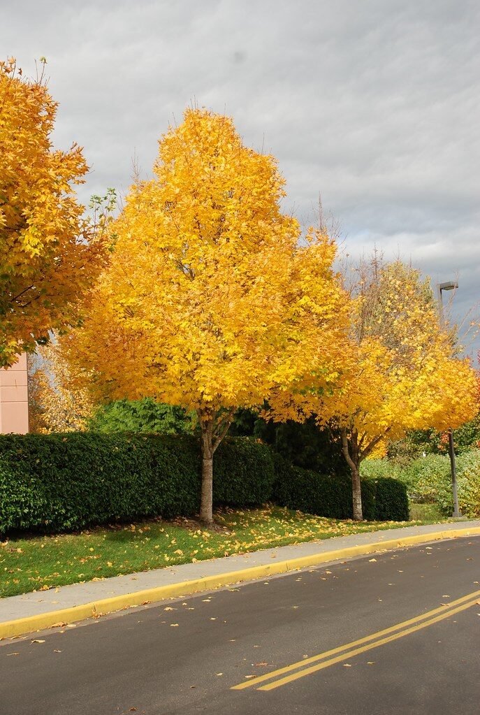 Korai juhar (Acer platanoides 'Emerald Queen')