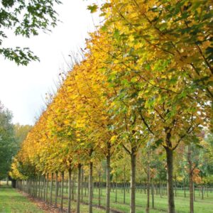 Korai juhar (Acer platanoides 'Fairview')