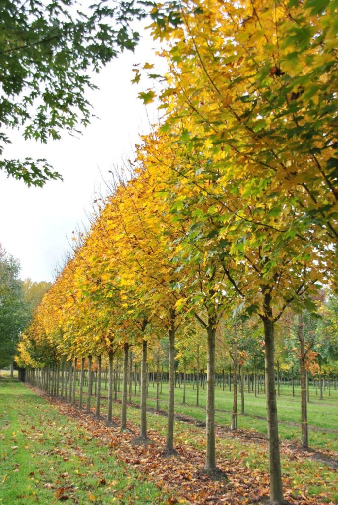 Korai juhar (Acer platanoides 'Fairview')