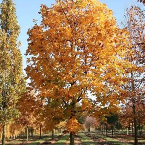 Korai juhar (Acer platanoides 'Olmsted')