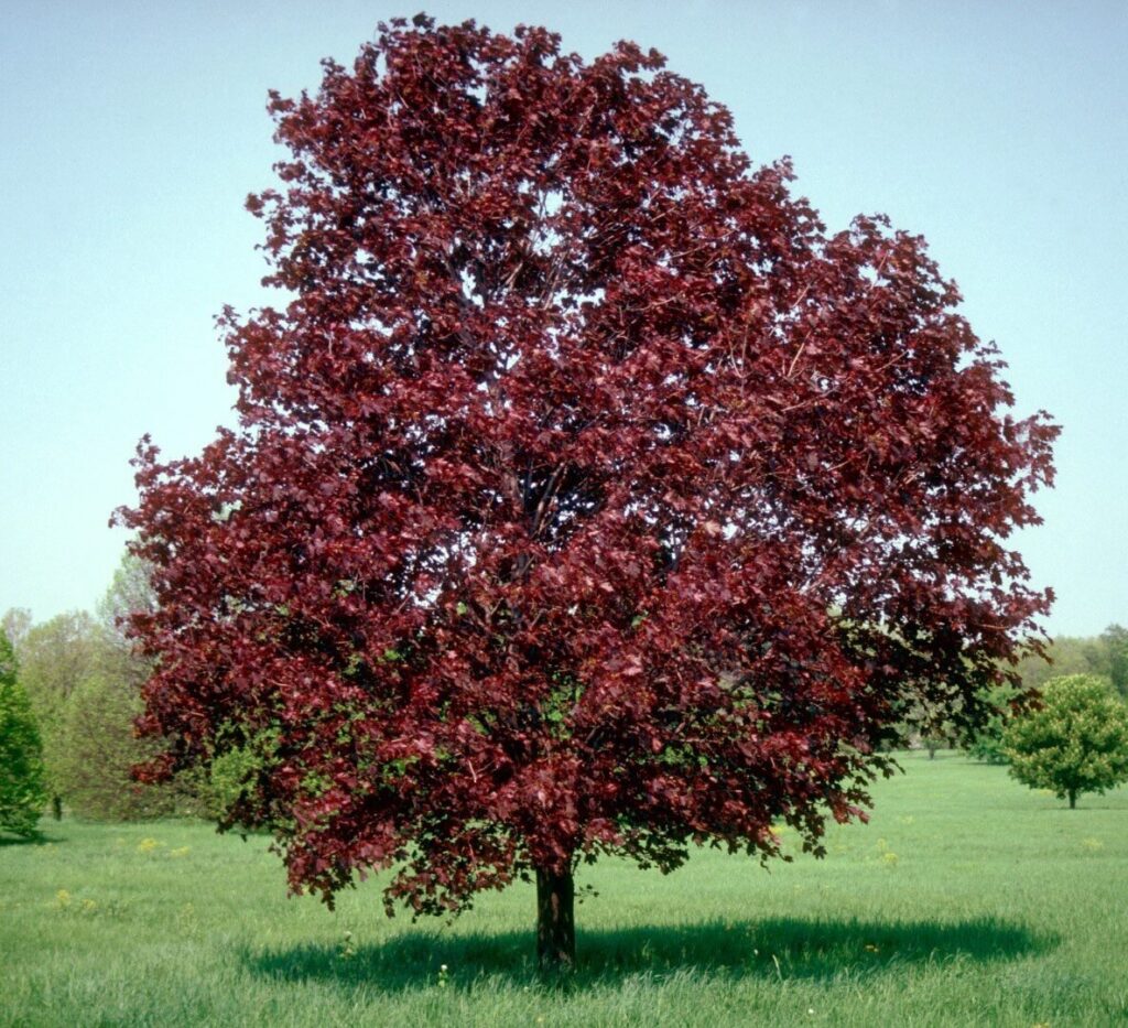 Korai juhar (Acer platanoides 'Royal Red')