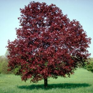 Korai juhar (Acer platanoides 'Royal Red')