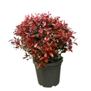 Korallberkenye (Photinia fraseri 'Carre Rouge')