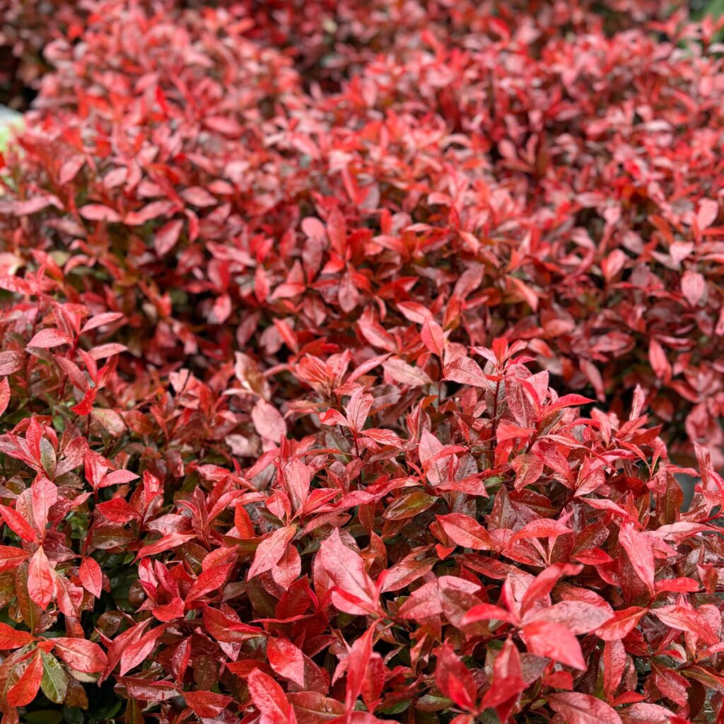 Korallberkenye (Photinia fraseri 'Carre Rouge')