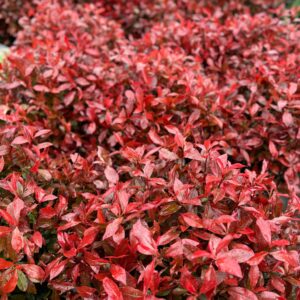 Korallberkenye (Photinia fraseri 'Carre Rouge')