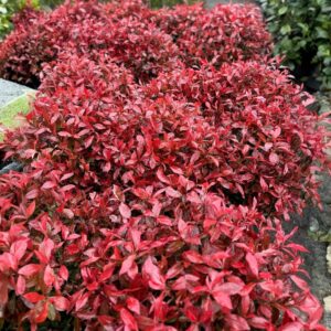 Korallberkenye (Photinia fraseri 'Carre Rouge')