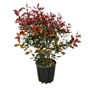 Korallberkenye (Photinia fraseri 'Magical Vulcano')