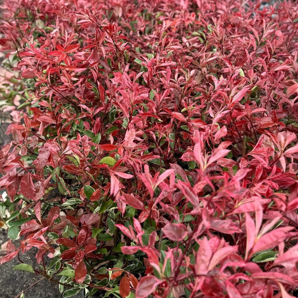 Korallberkenye (Photinia fraseri 'Pink Marble')